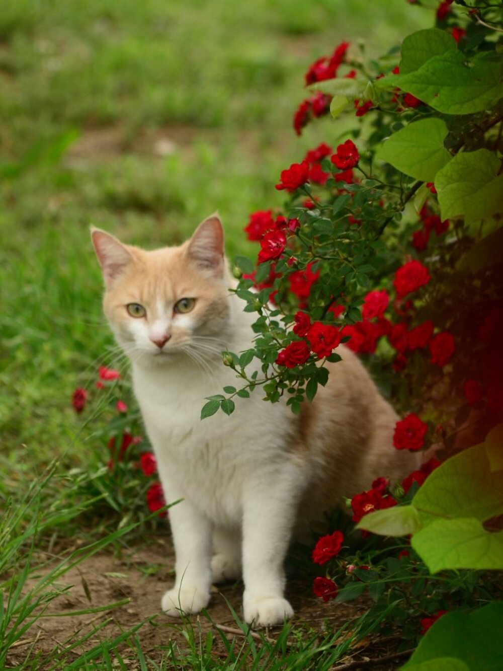 Simba and the Roses print